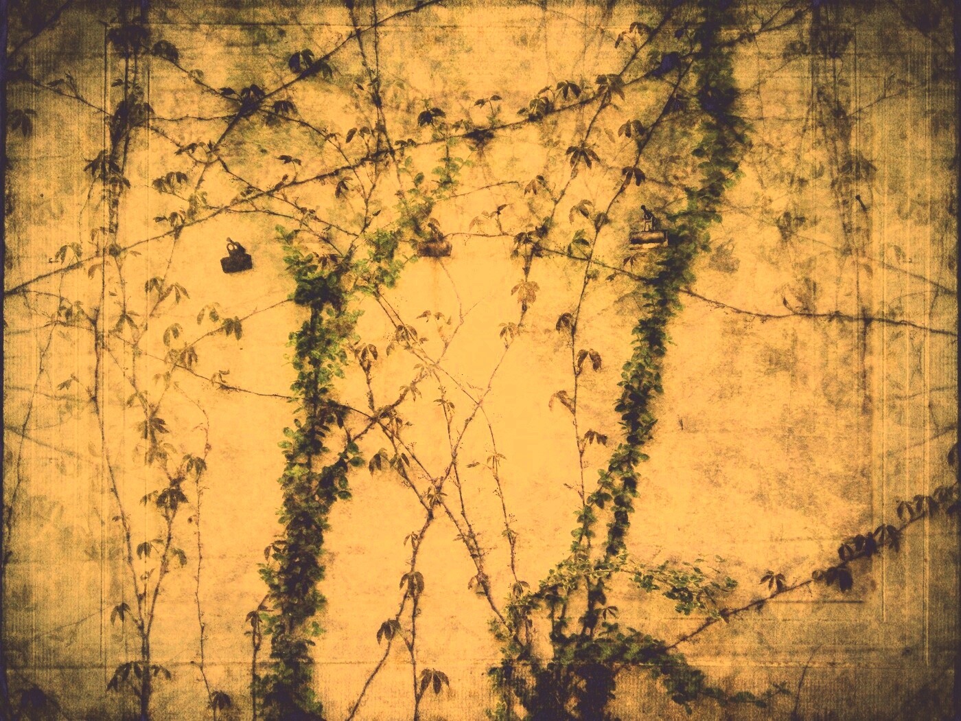 Растение на стене обои