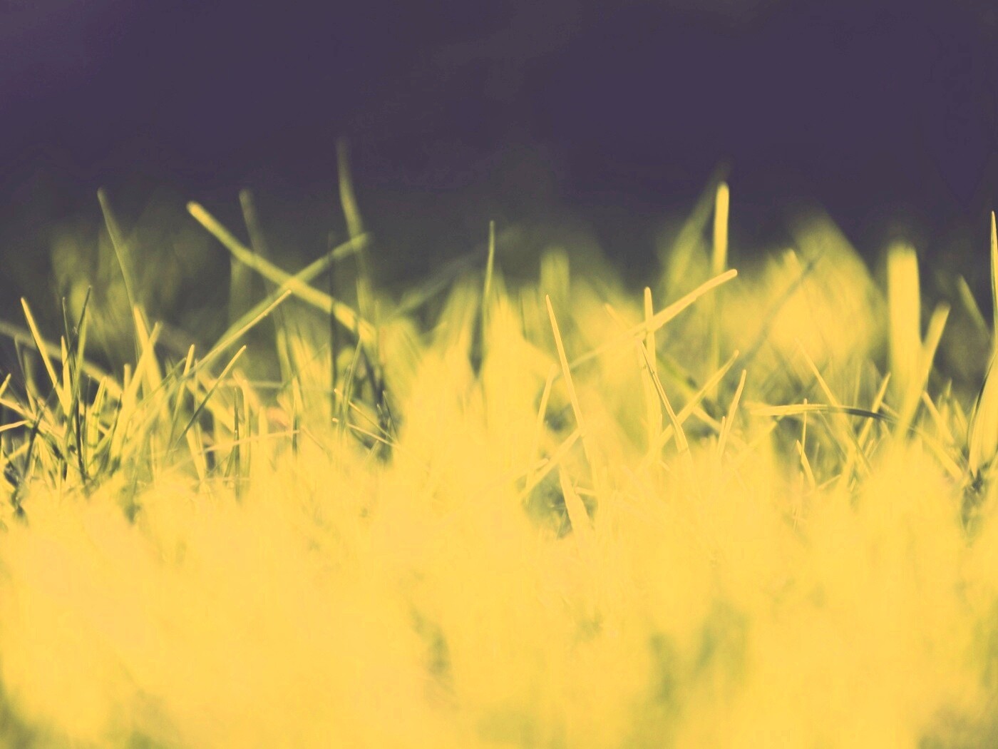 Играя солнечным светом обои