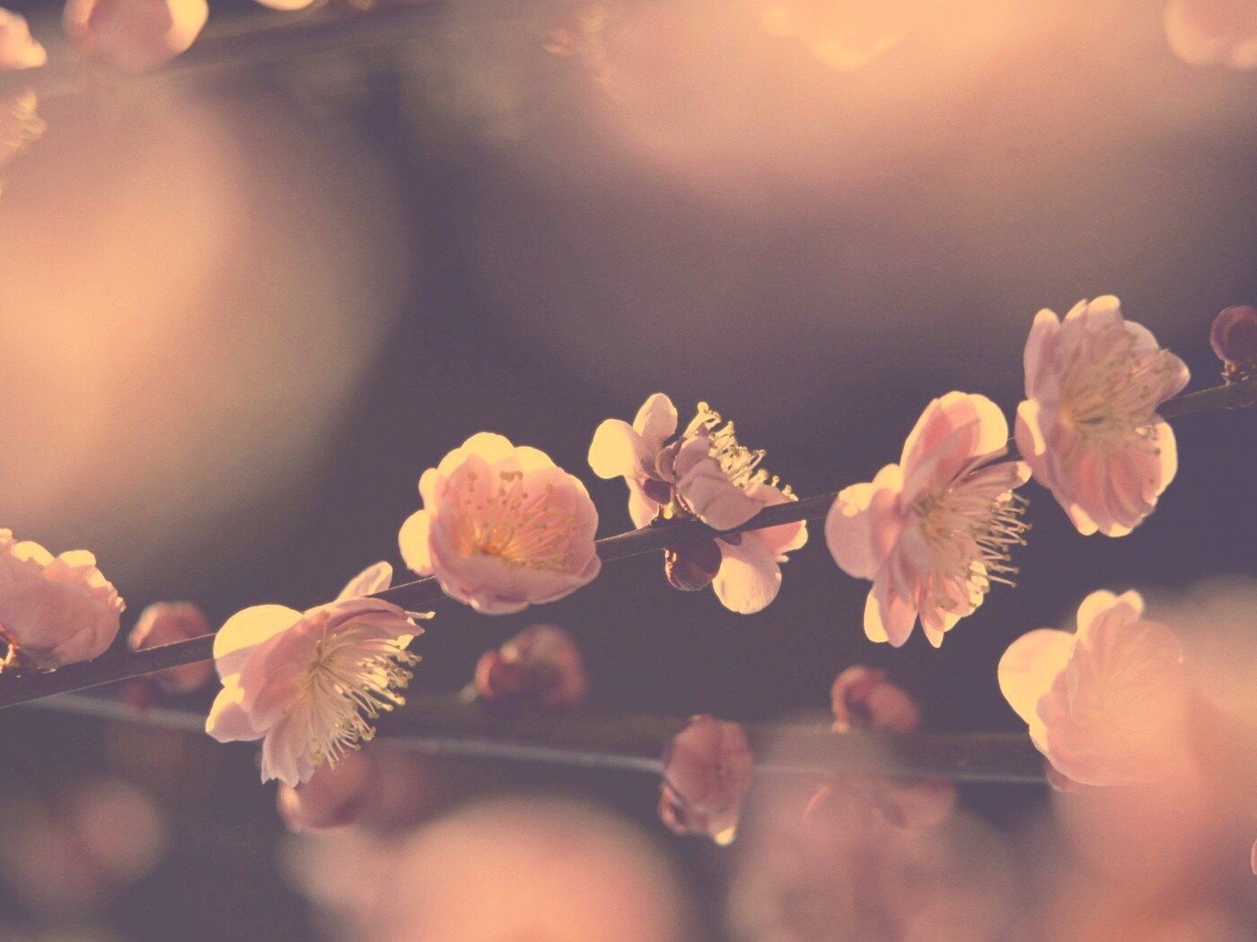 Цветущая вишня обои