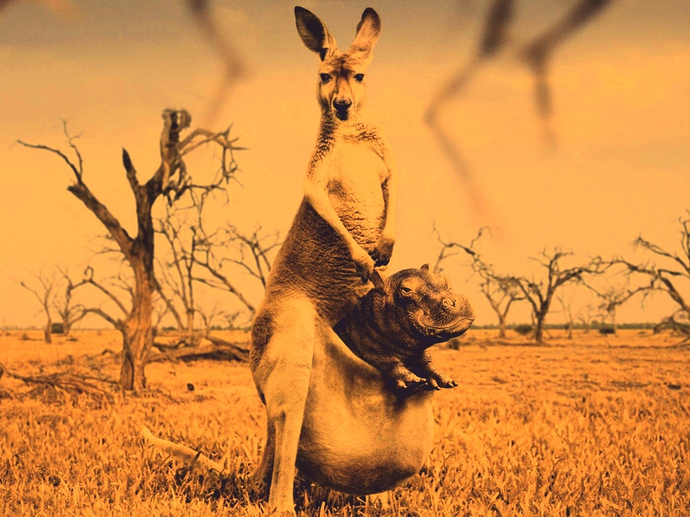 Кенгуру с бегемотом в сумке обои