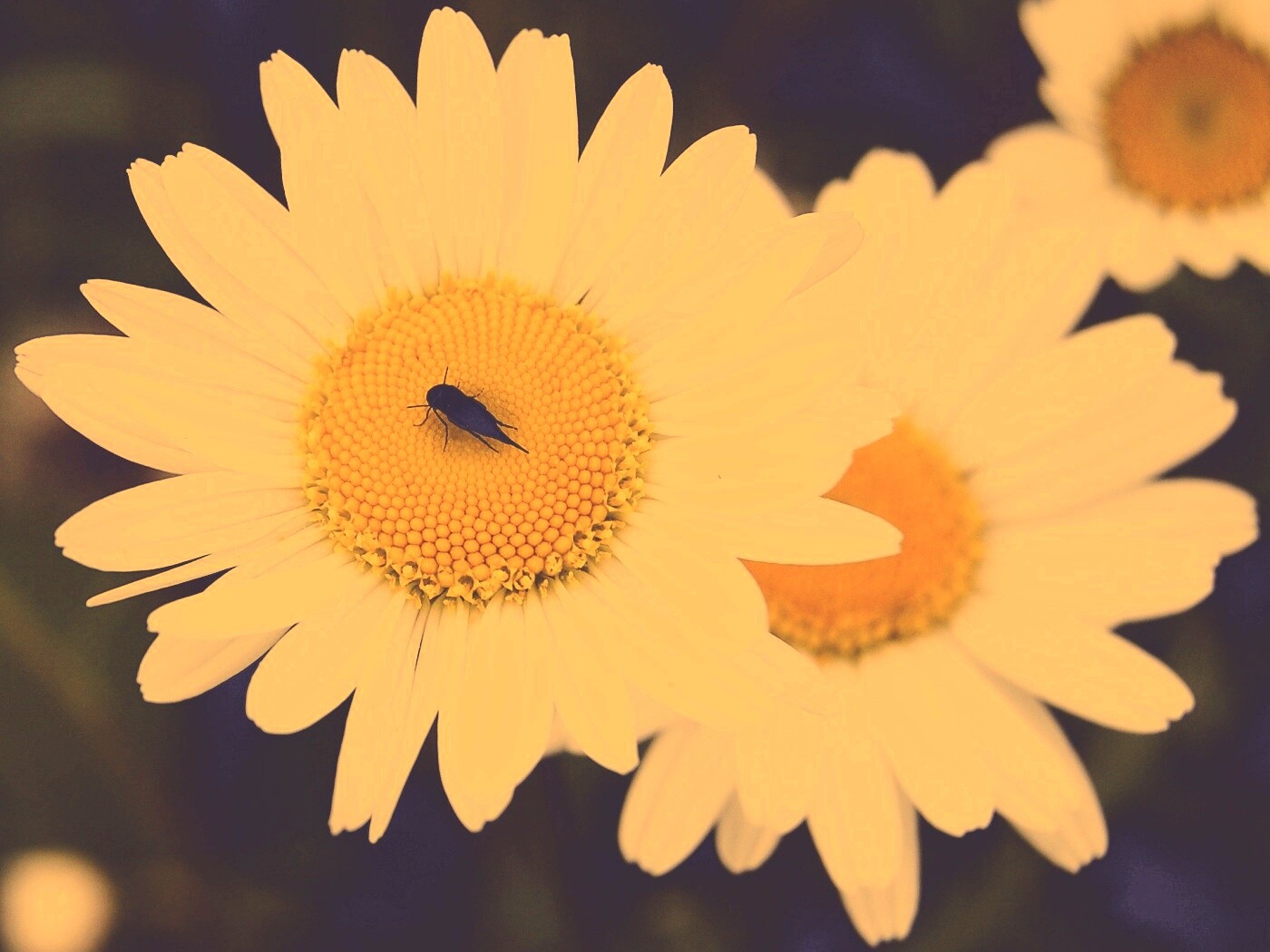 Ромашки обои