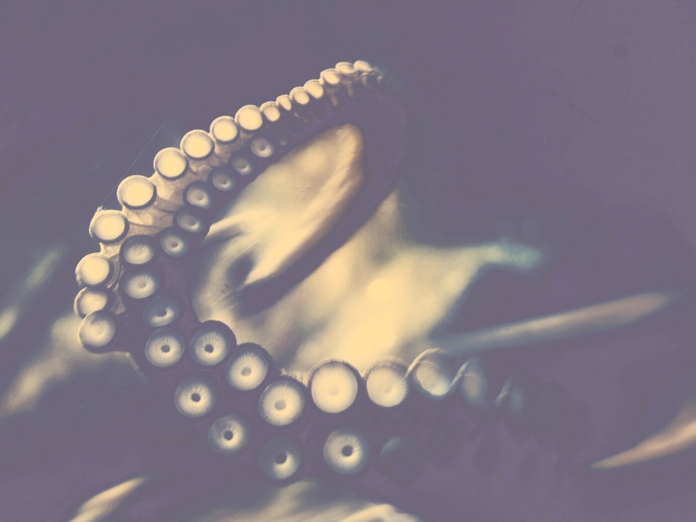 Щупальце обои