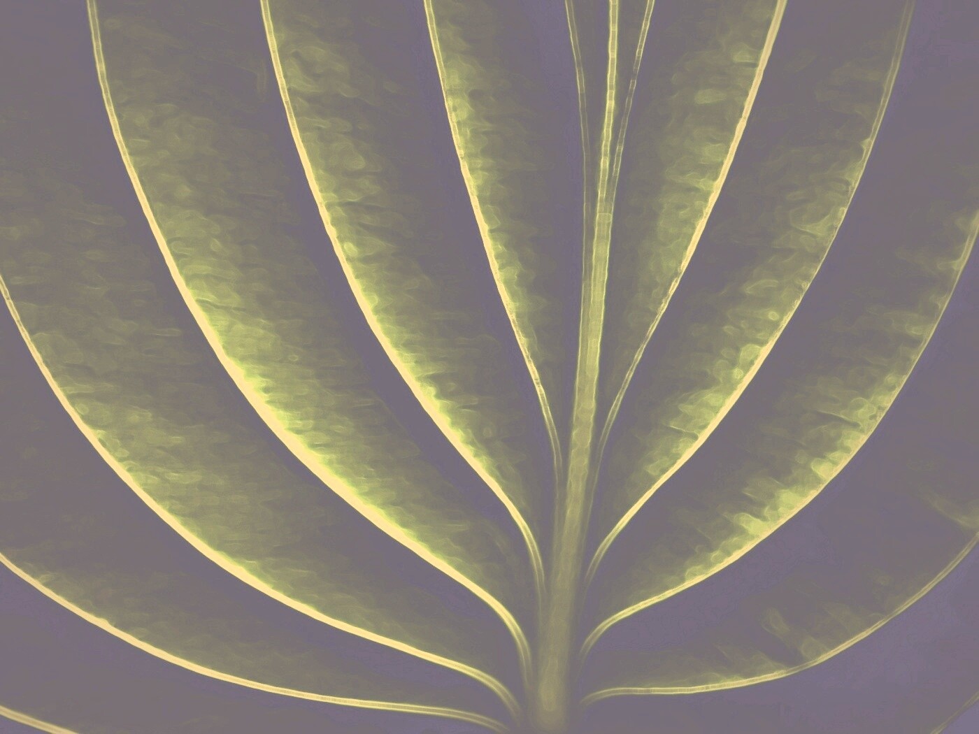 Неоновый лист обои