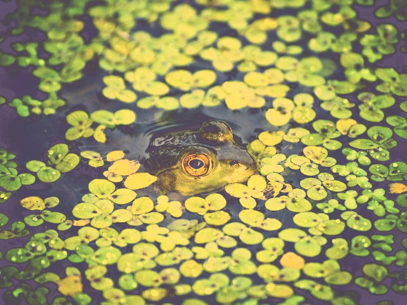 Маленькая лягушка обои