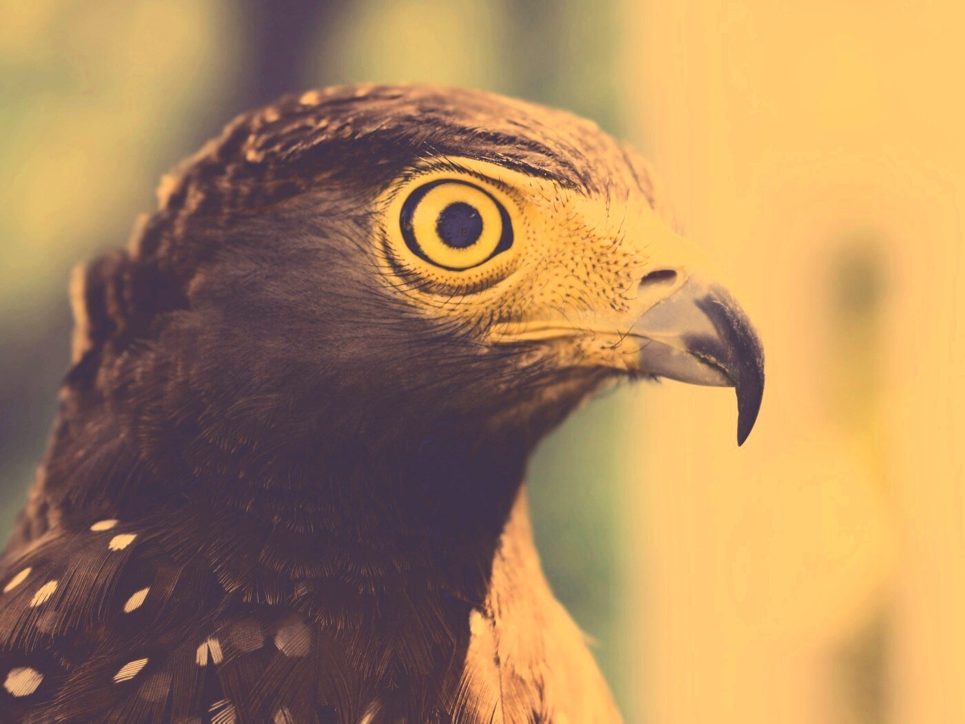 Взгляд орла обои