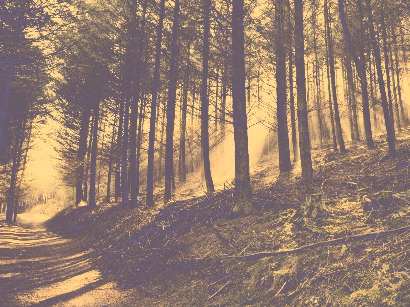 Лесная дорога обои