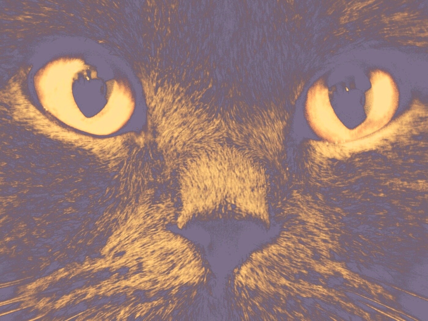 Черный кот с оранжевыми глазами обои