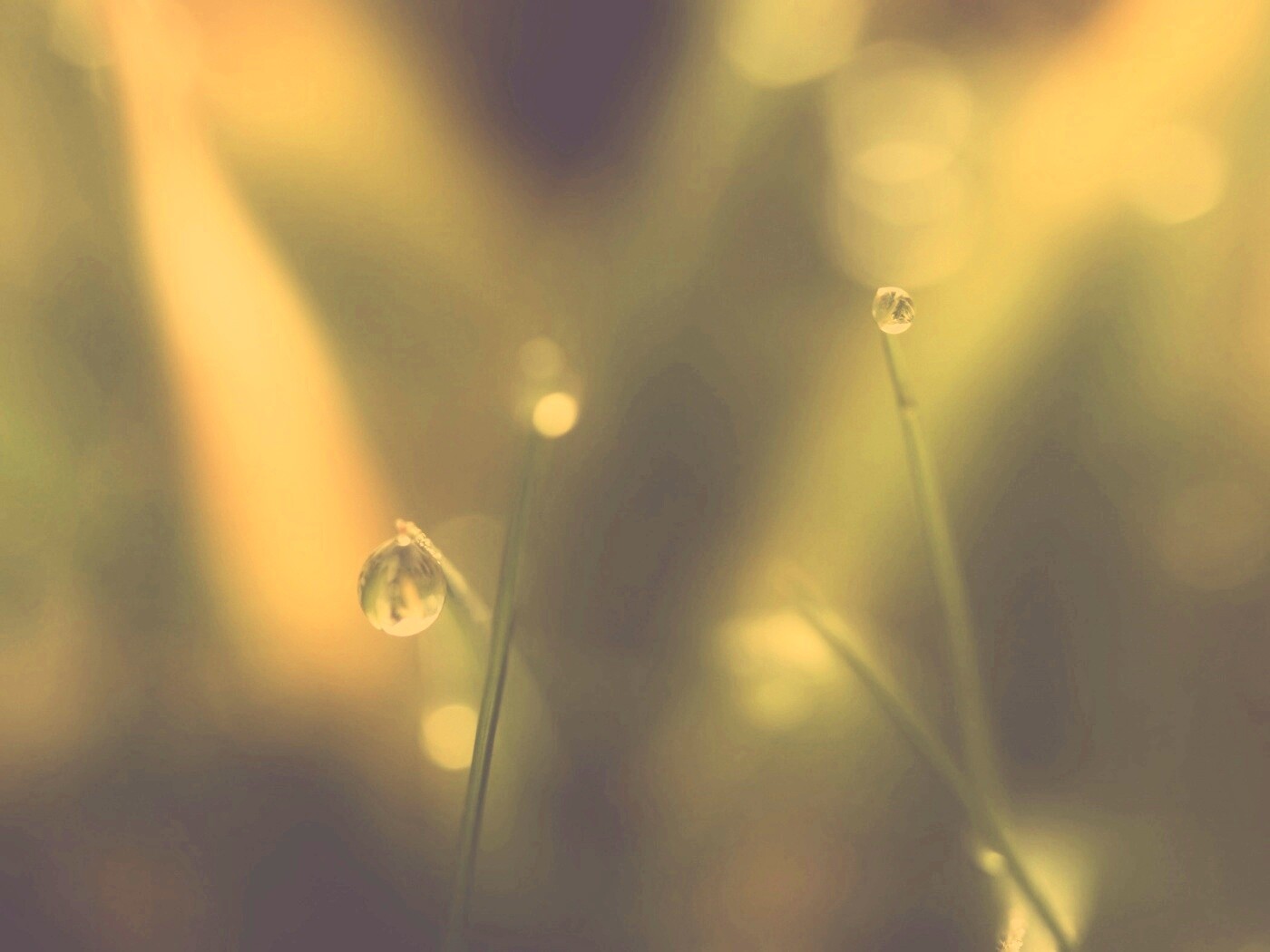 Роса на травинке обои