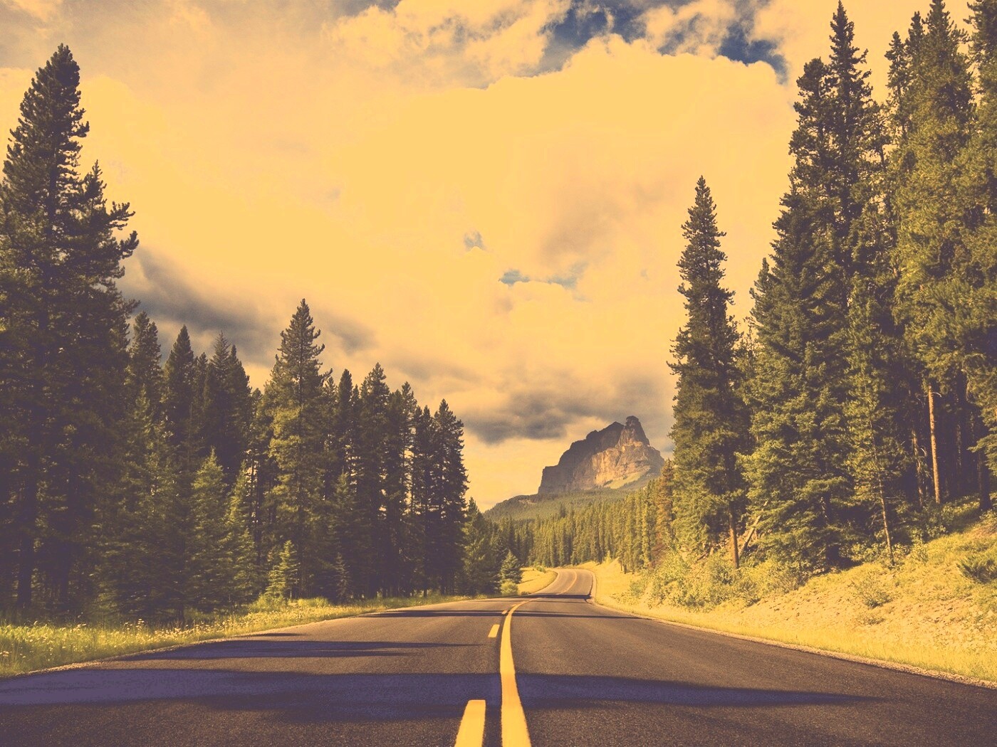 Красивая лесная дорога обои