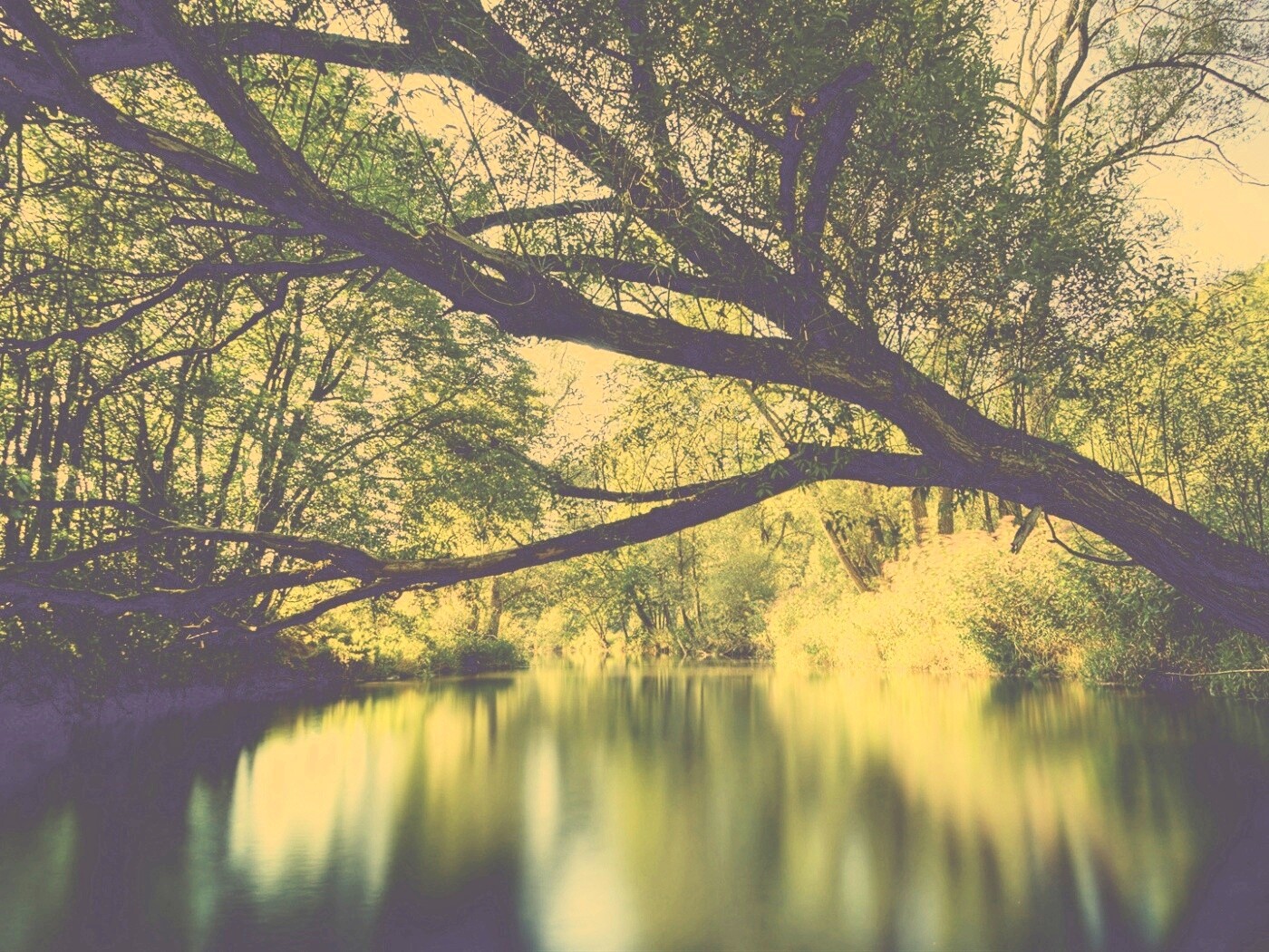 Спокойная лесная река обои