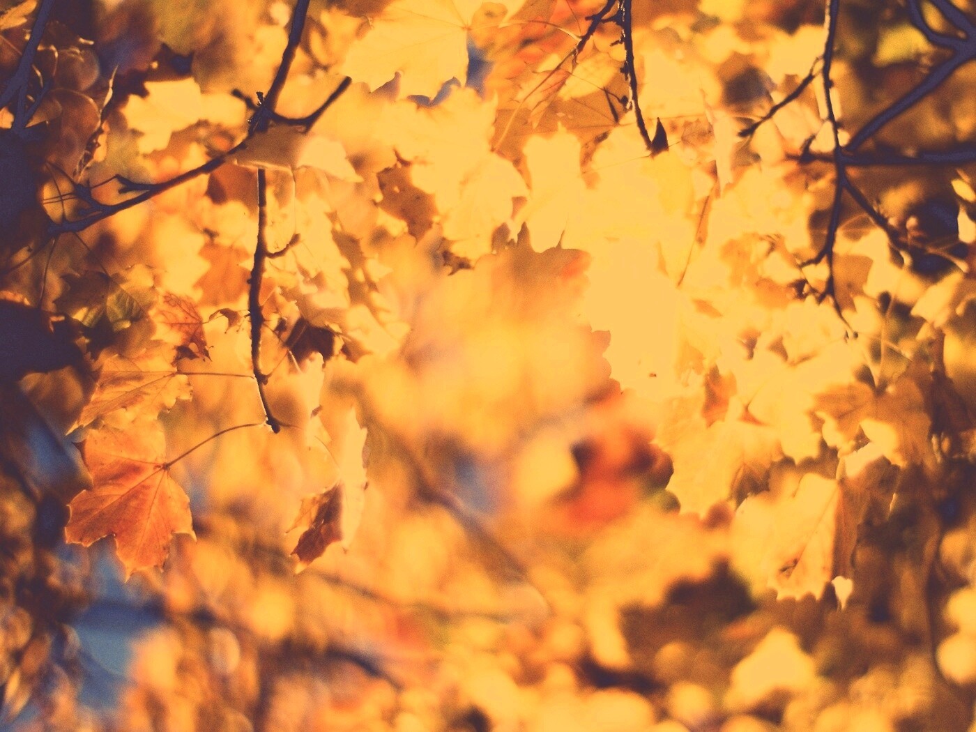 Жёлтые листья обои