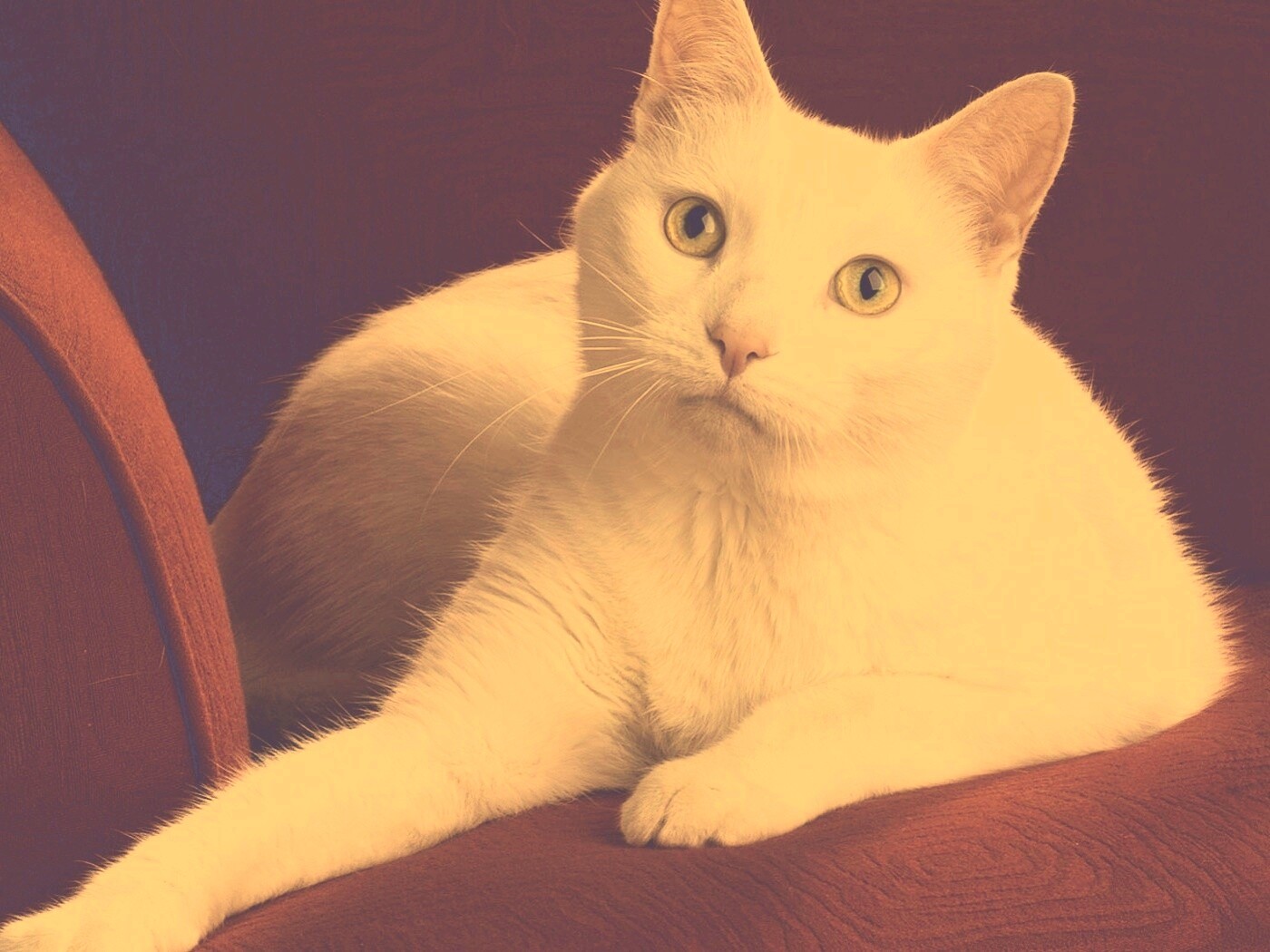 Белой кот на красном диване обои