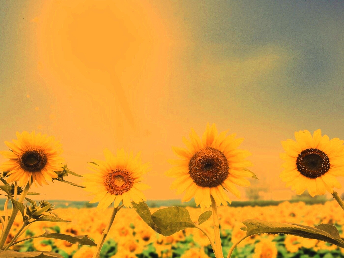 Подсолнухи не смотрят на солнце обои