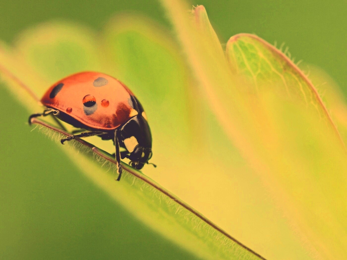 Божья коровка обои