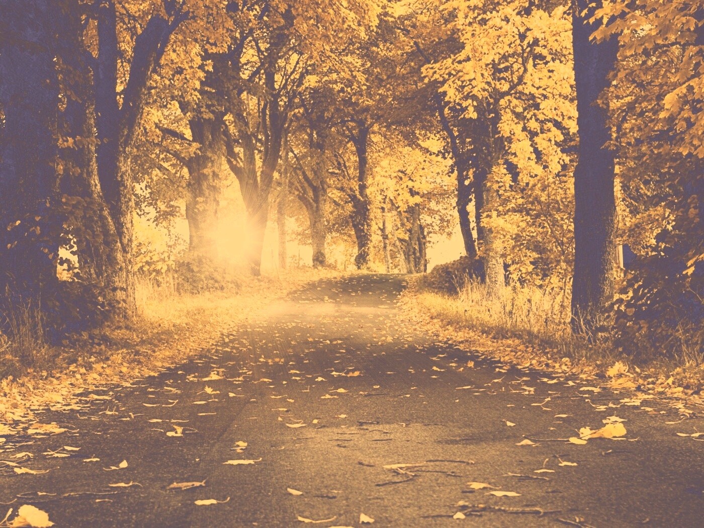 Дорога в осеннем парке обои