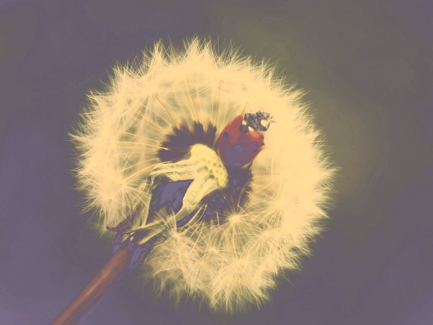 Божья коровка на одуванчике обои