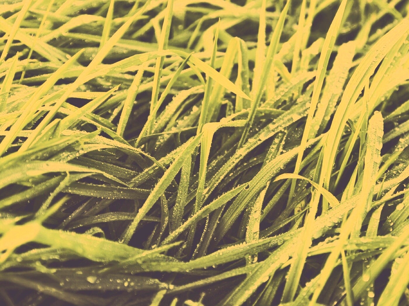 Роса на траве обои