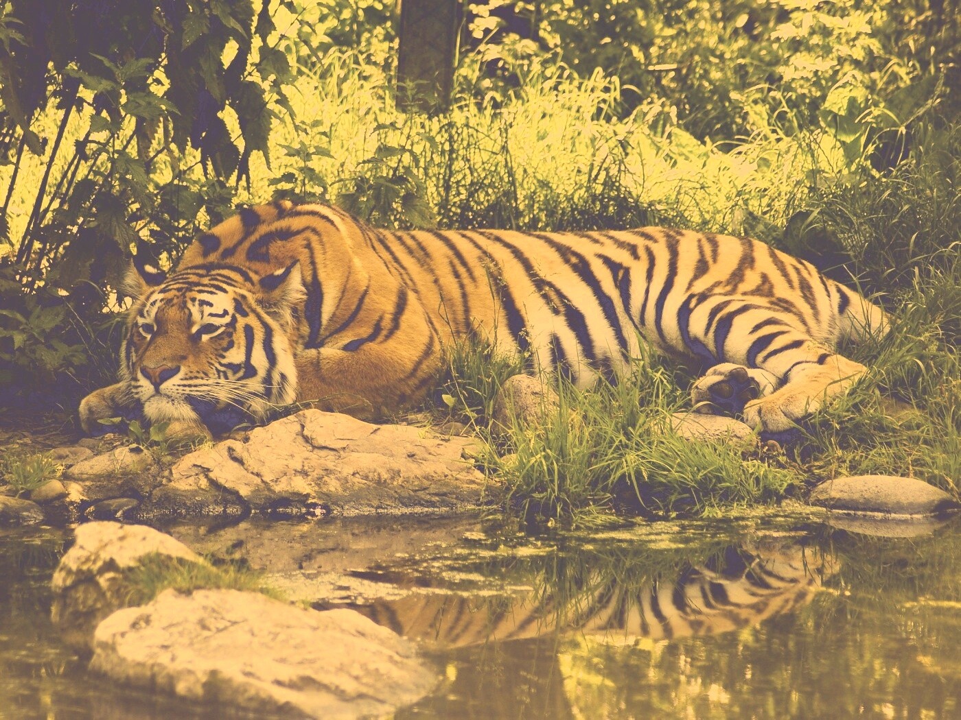 Тигр отдыхает обои