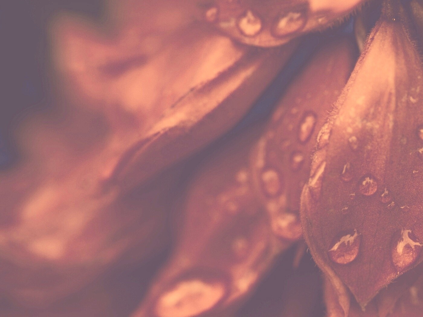 Лепестки обои