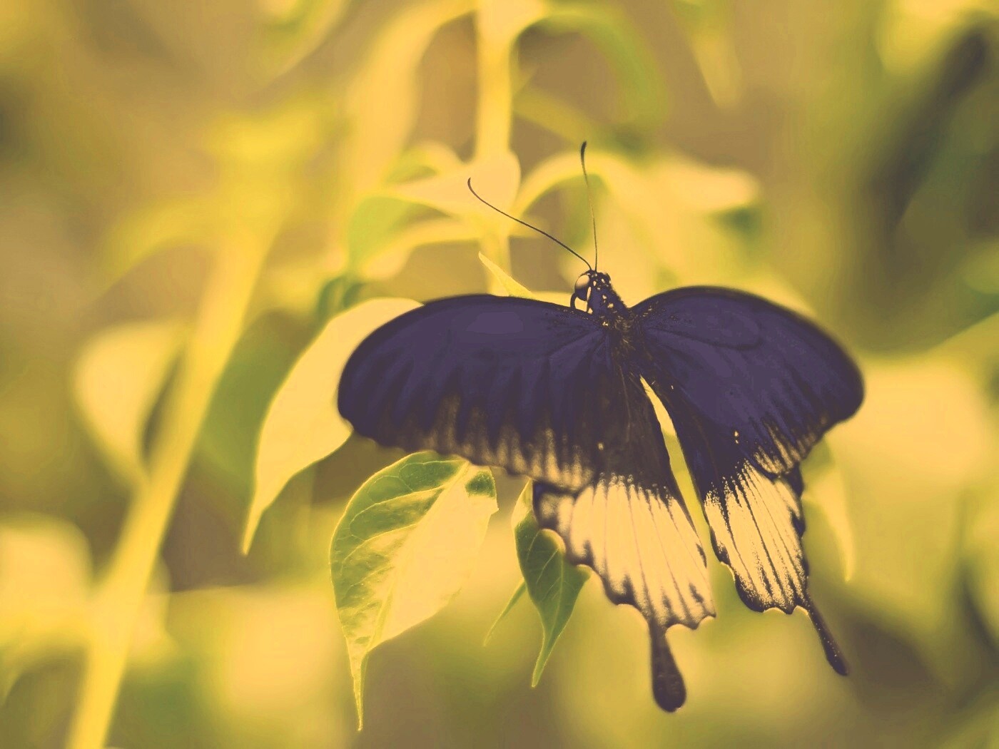 Бабочка с чёрно-белыми крыльями обои