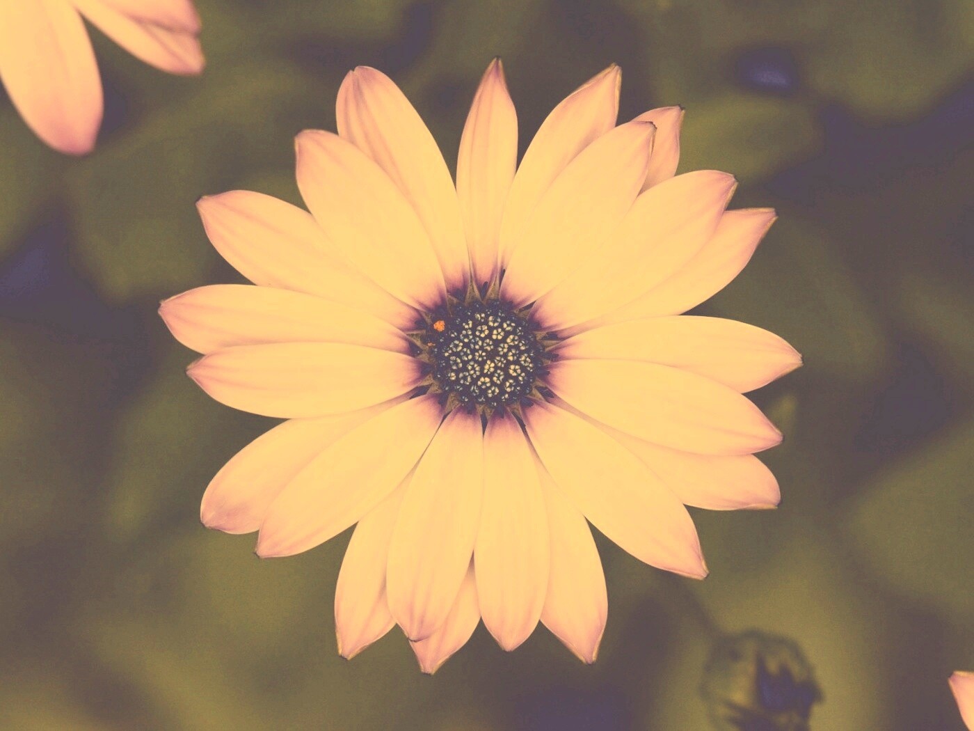 Макро фотография цветка обои