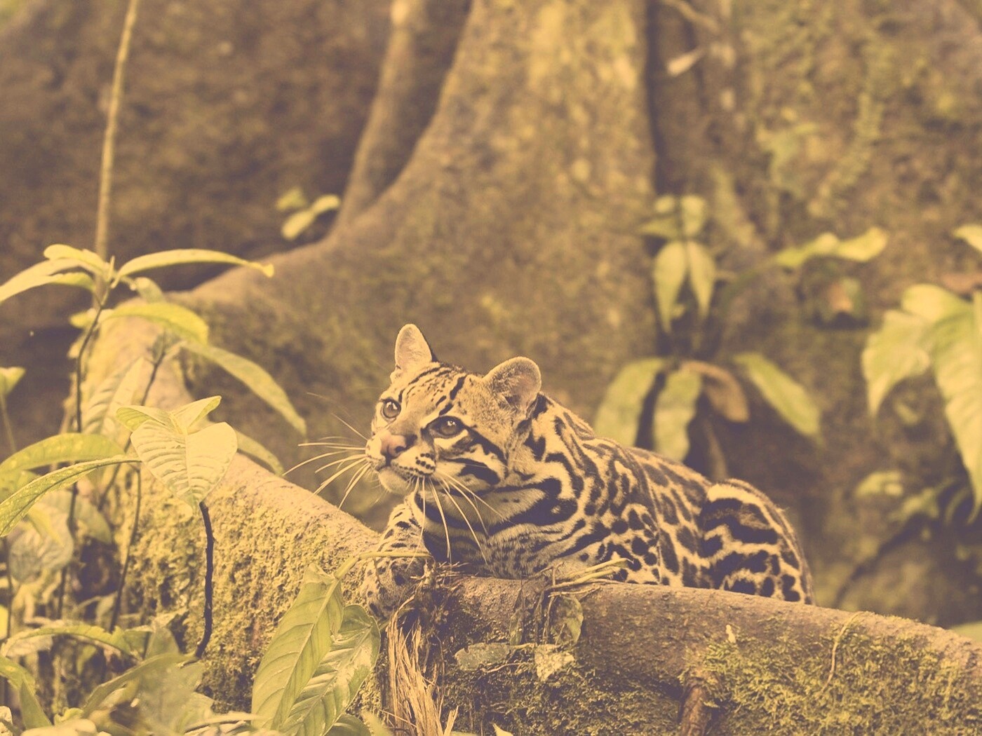 Оцелот обои