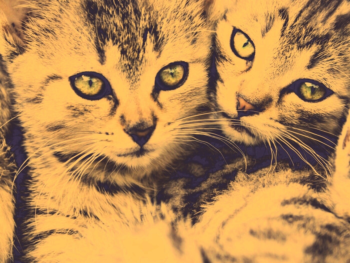 Котята в обнимку обои