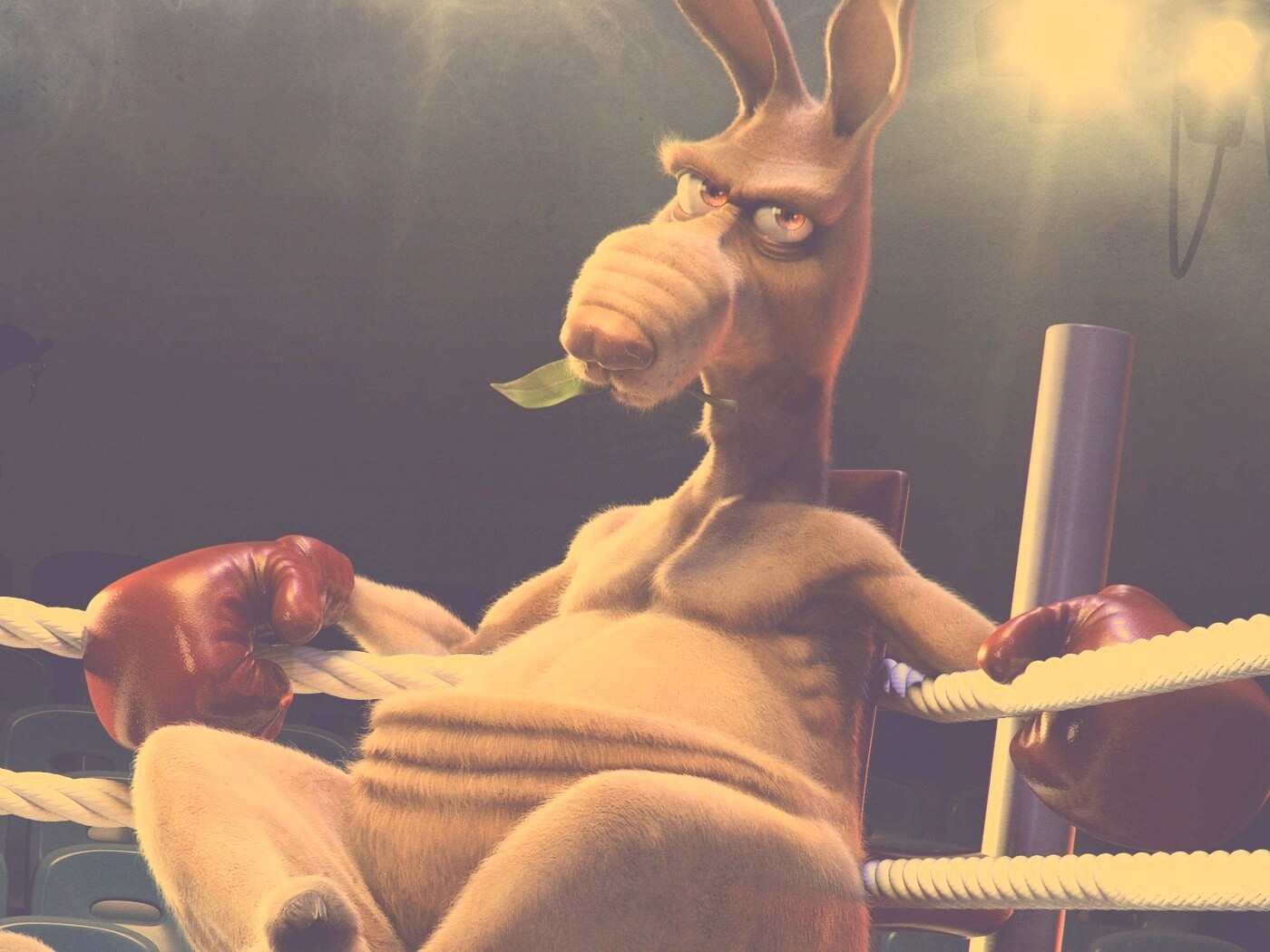 Кенгуру-боксер на ринге обои