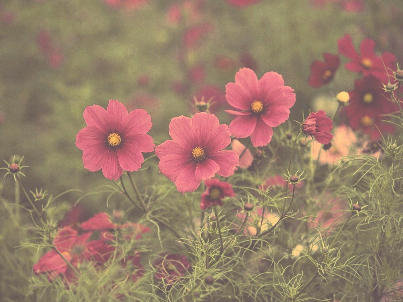 Яркие розовые цветы обои