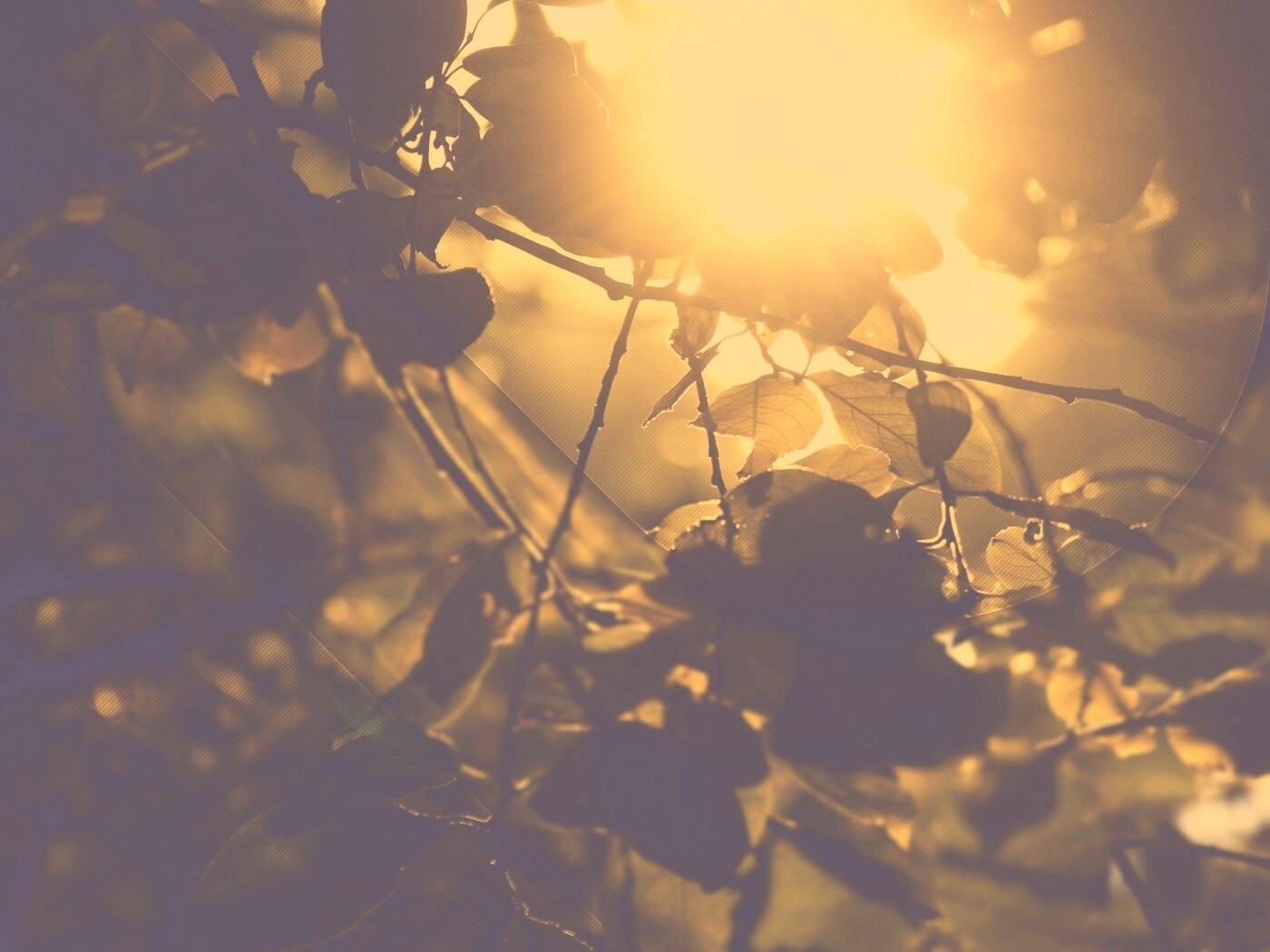 Солнце пробивается сквозь листву обои