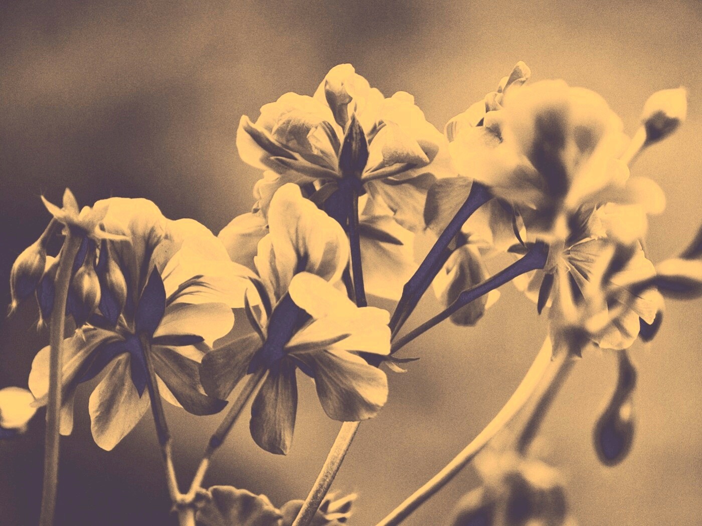 Чёрно-белое фото цветов обои