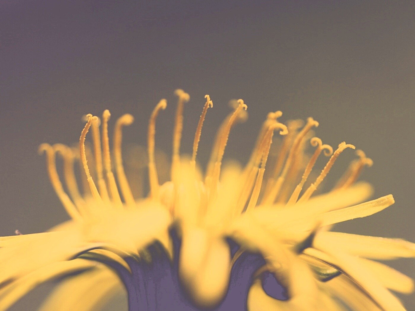 Тычинки обои