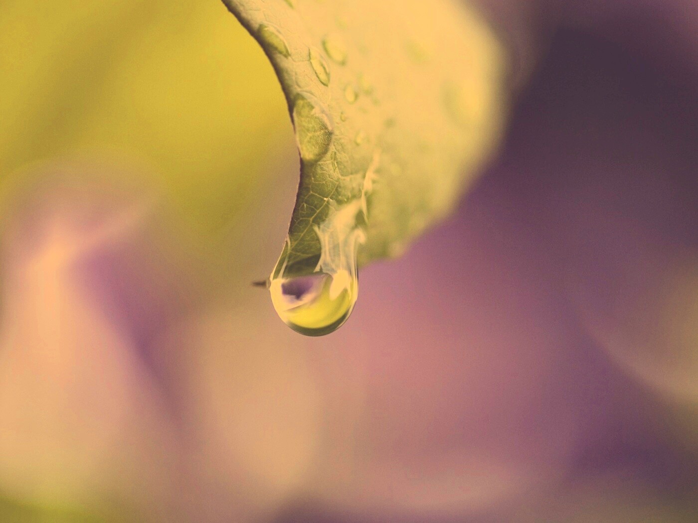 Капля на листе обои