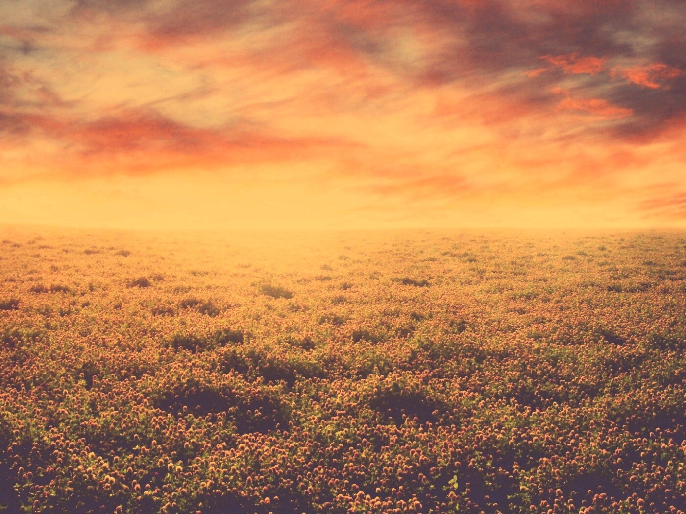 Закатное небо над цветочным полем обои