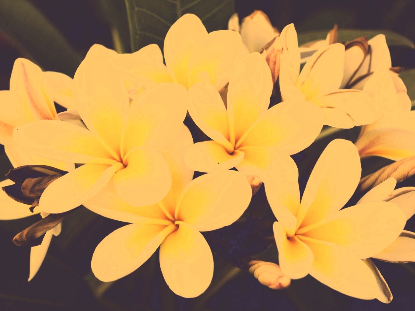 Прекрасные цветы обои