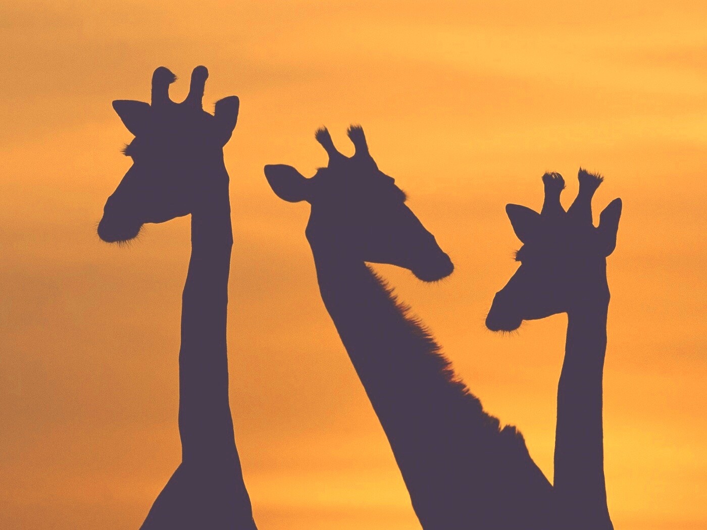 Три силуэта жирафов на фоне неба обои