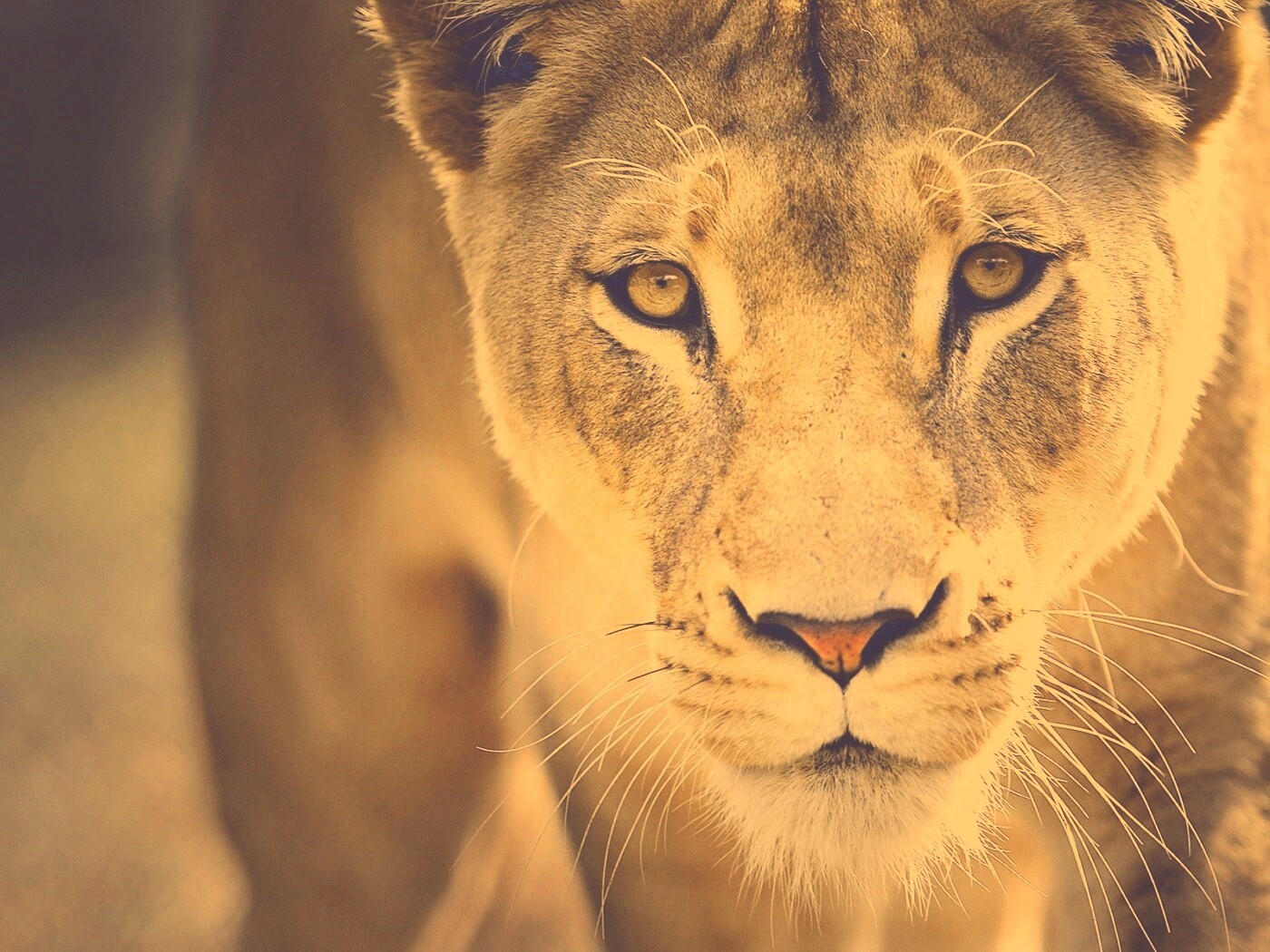 Портрет хищника обои