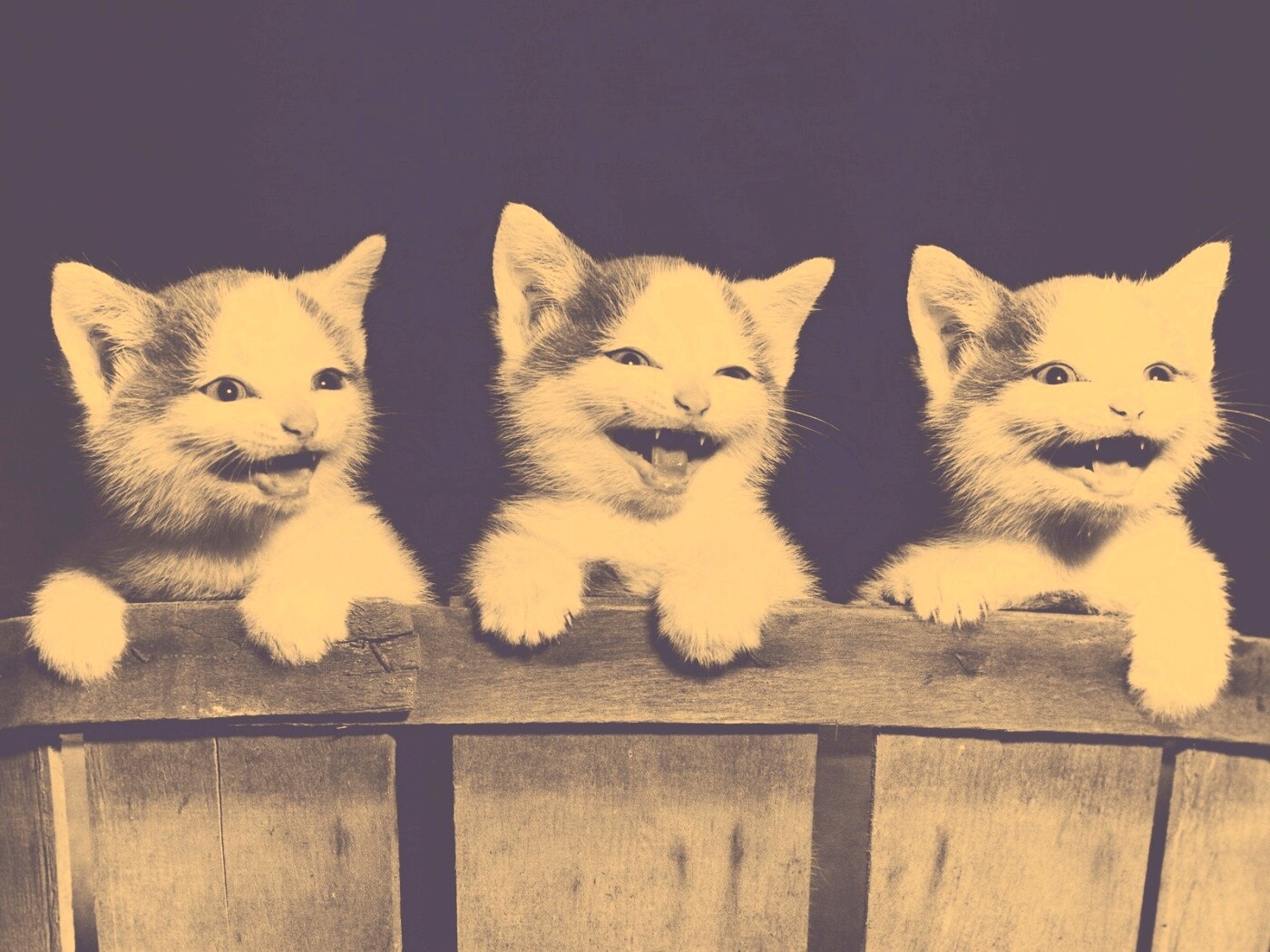 Три милых котенка обои