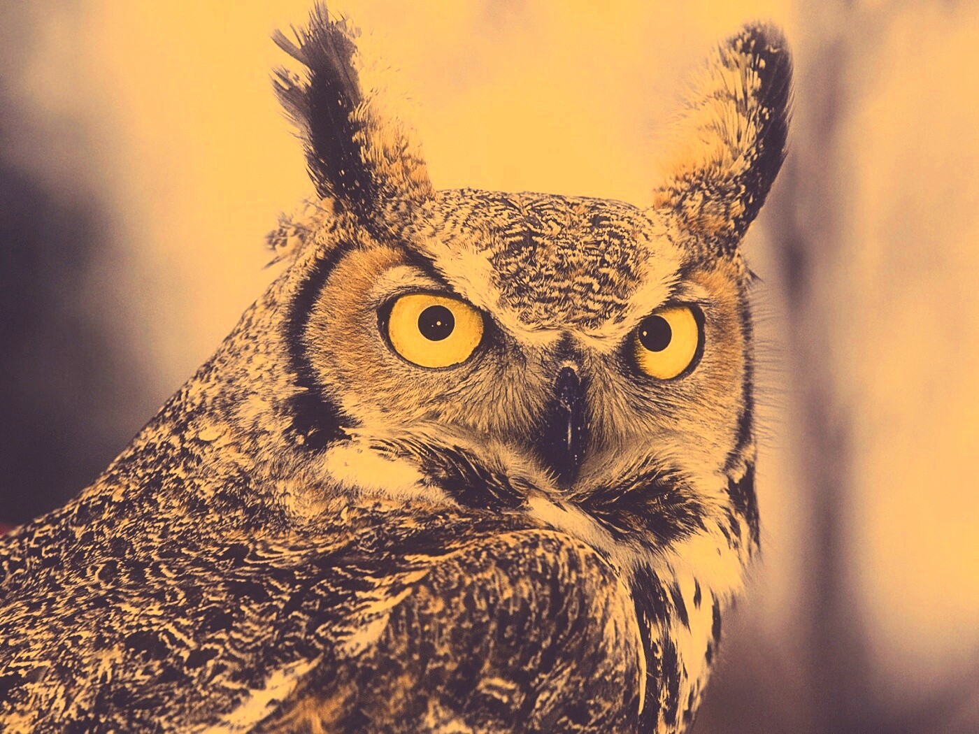 Орлиная сова обои