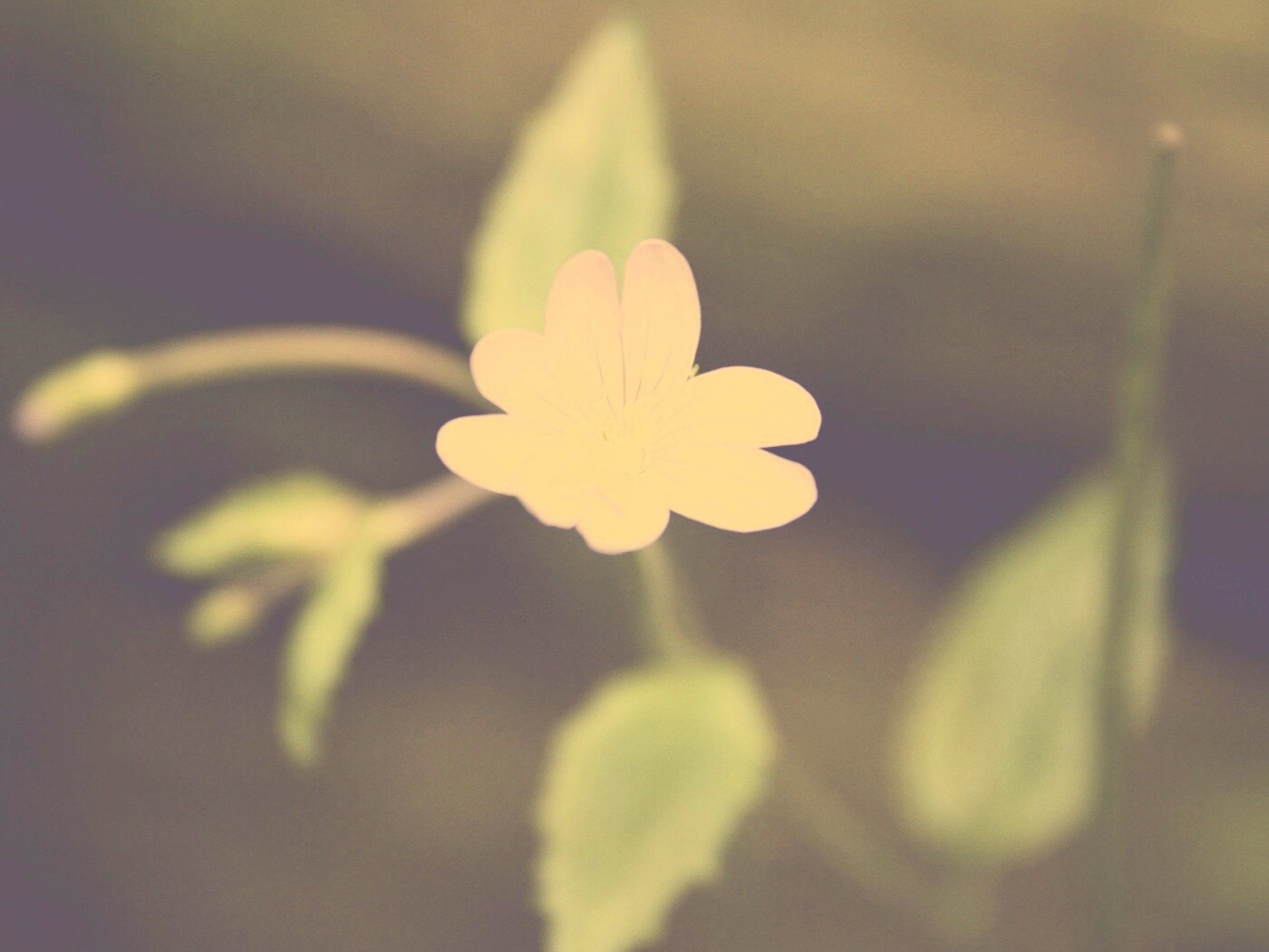 Маленький цветок в макро обои