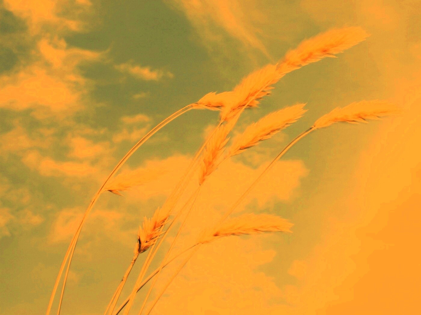 Колосья обои