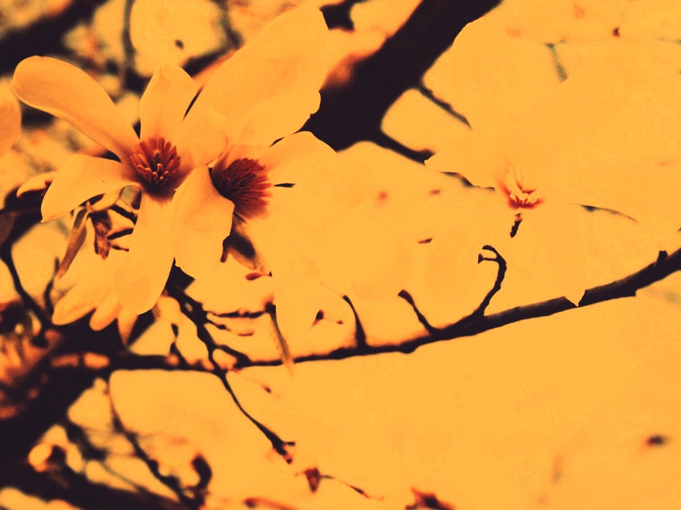 Цветы вишневого дерева обои