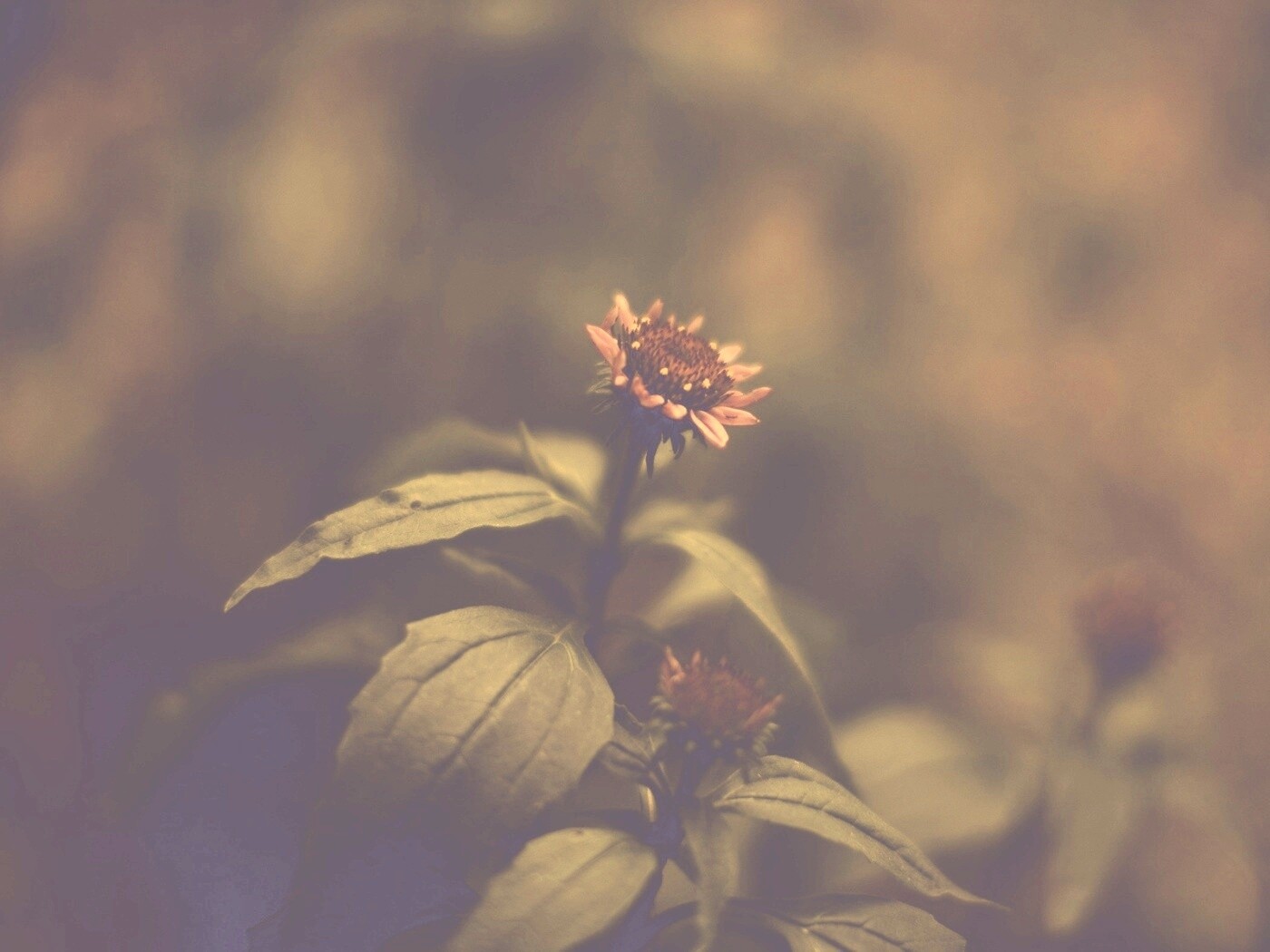 Фотография цветка обои