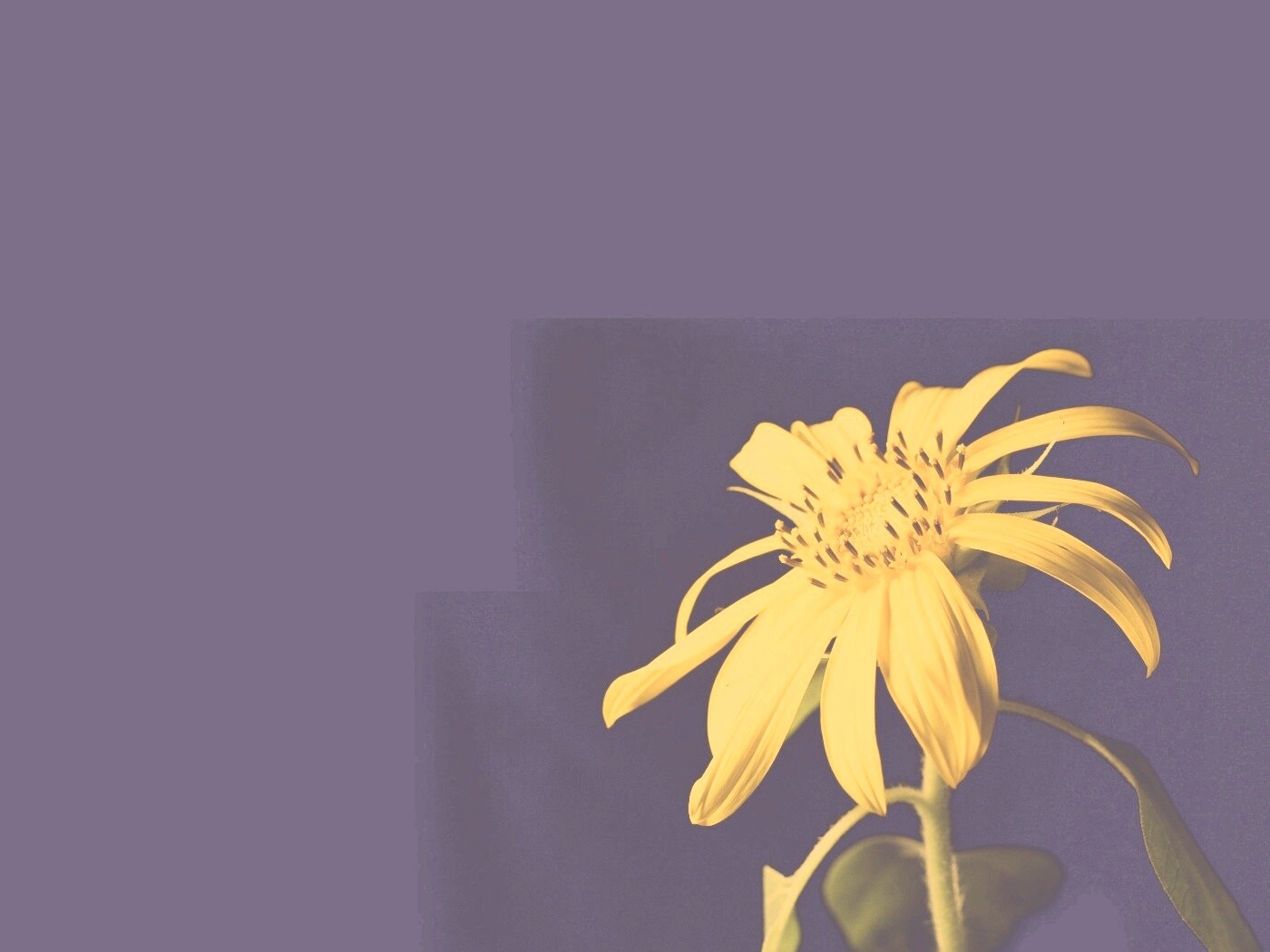 Жёлтый цветок на чёрном фоне обои