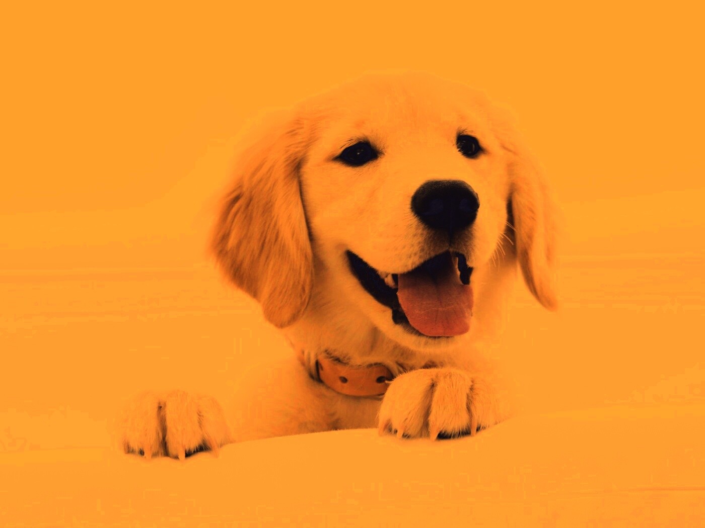 Щенок голден ретривера обои