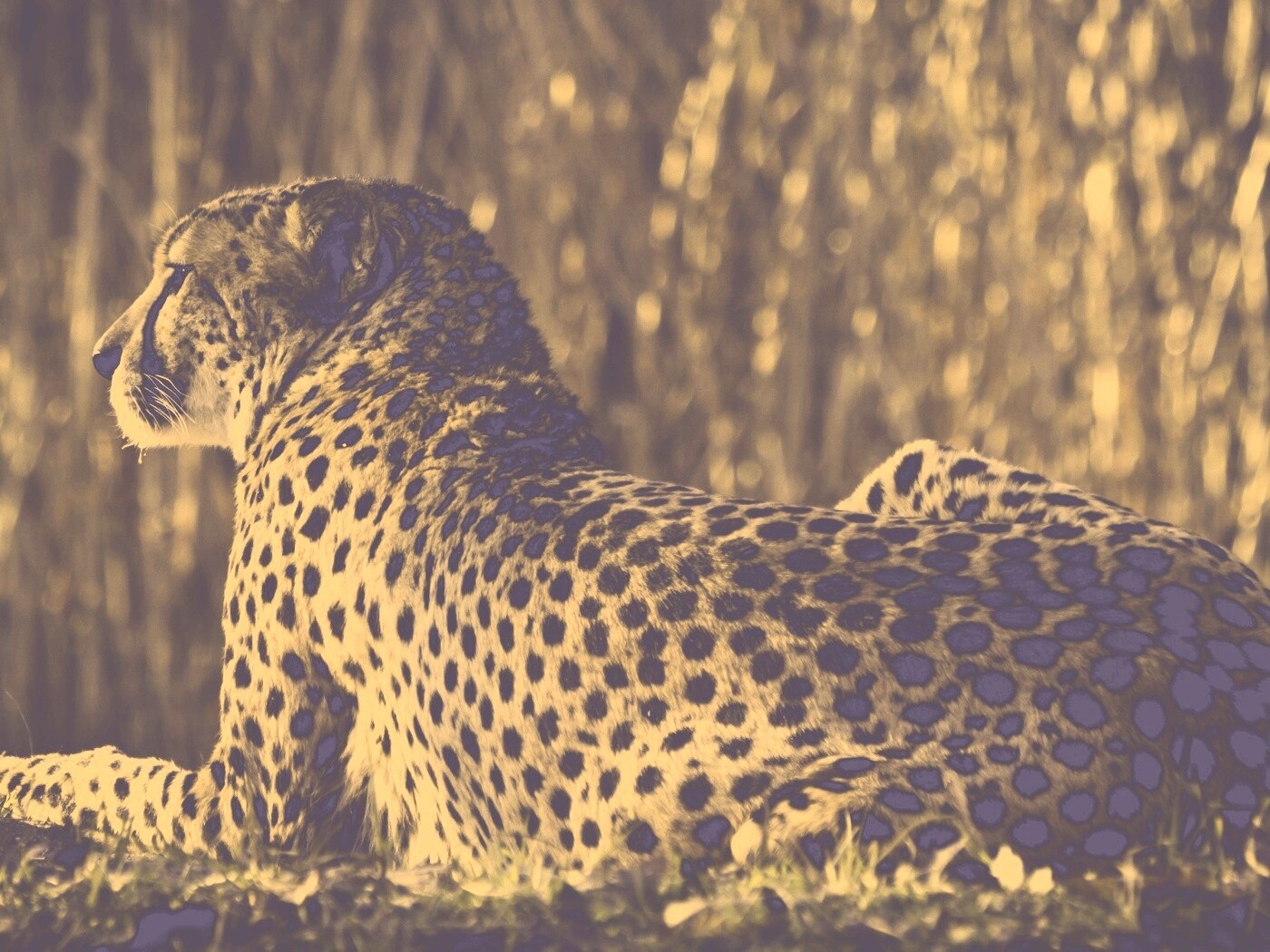 Гепард обои