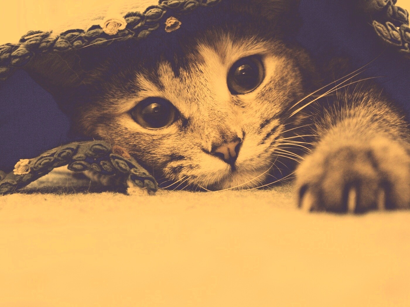 Кот под ковриком обои