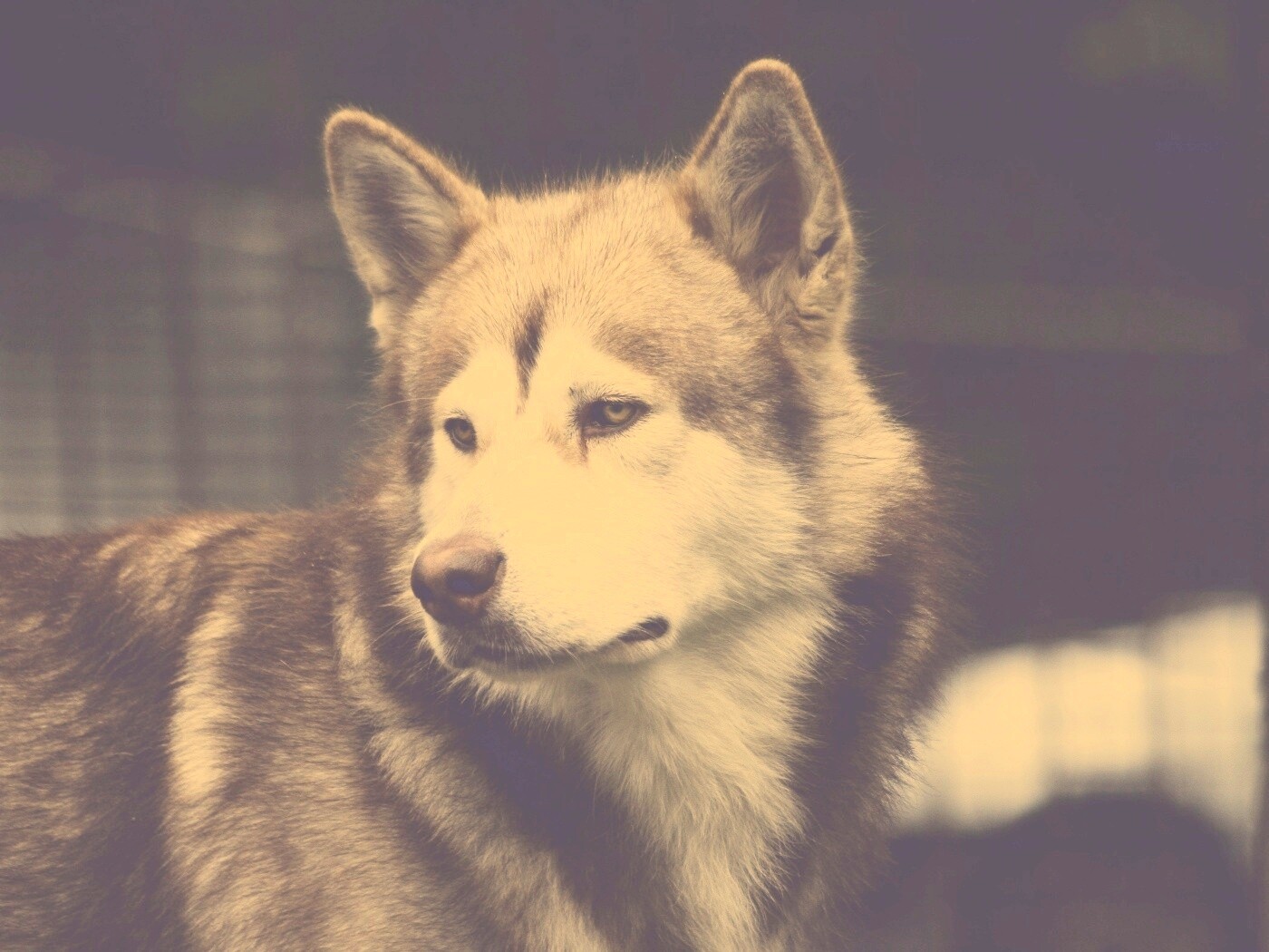 Собака с грустным взглядом обои