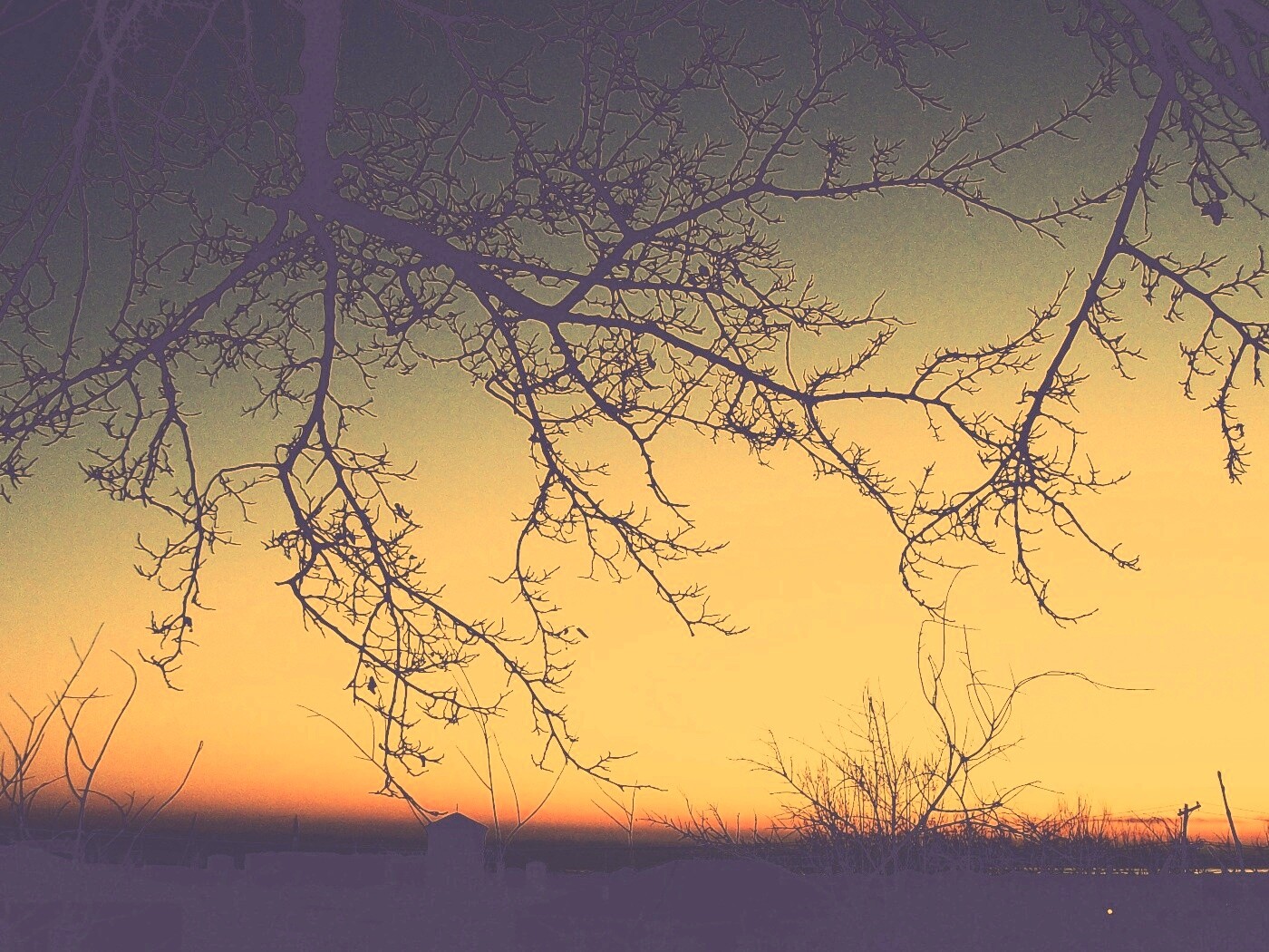 Закат сквозь ветки деревьев обои
