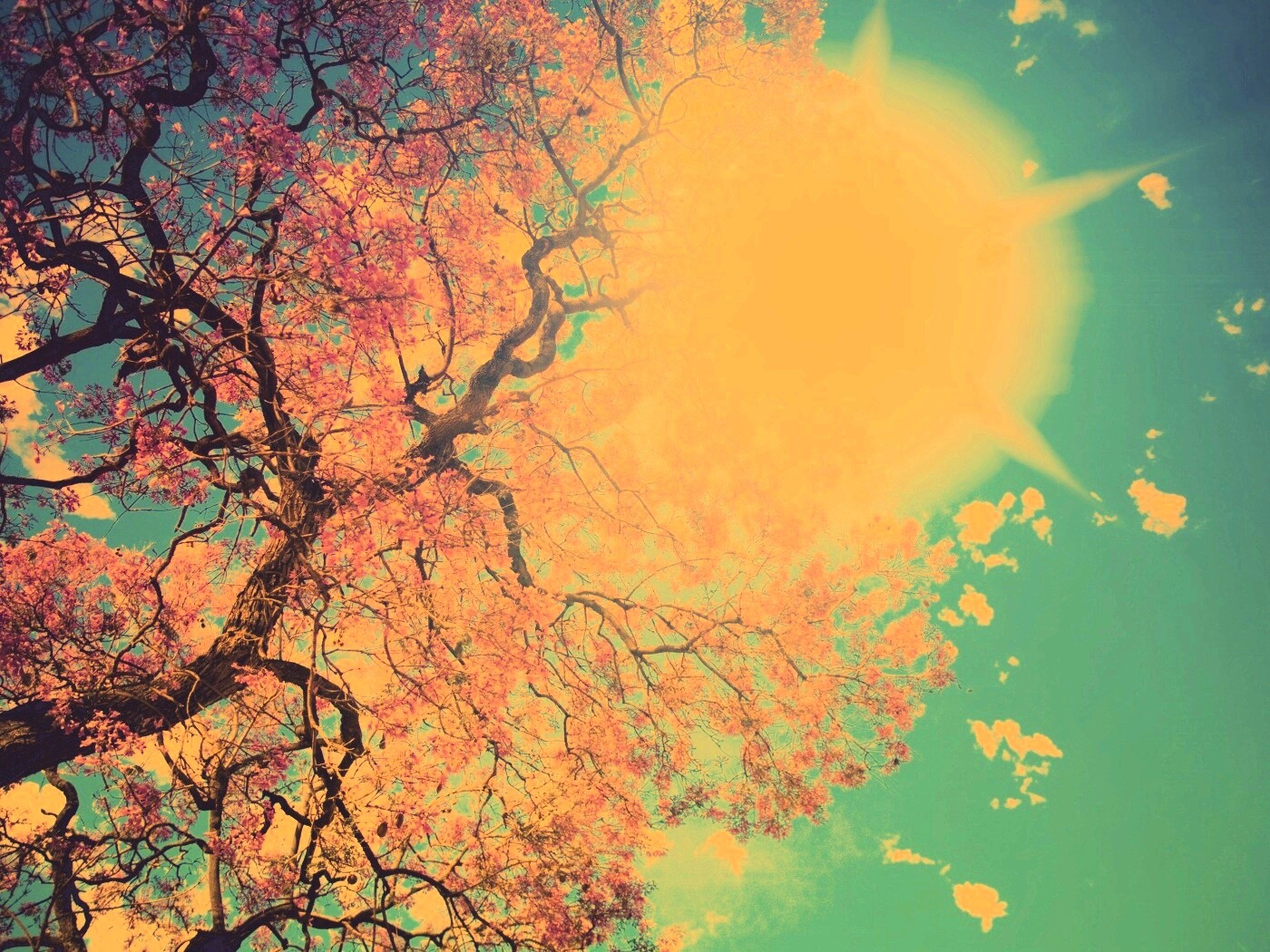 Цветение вишни обои